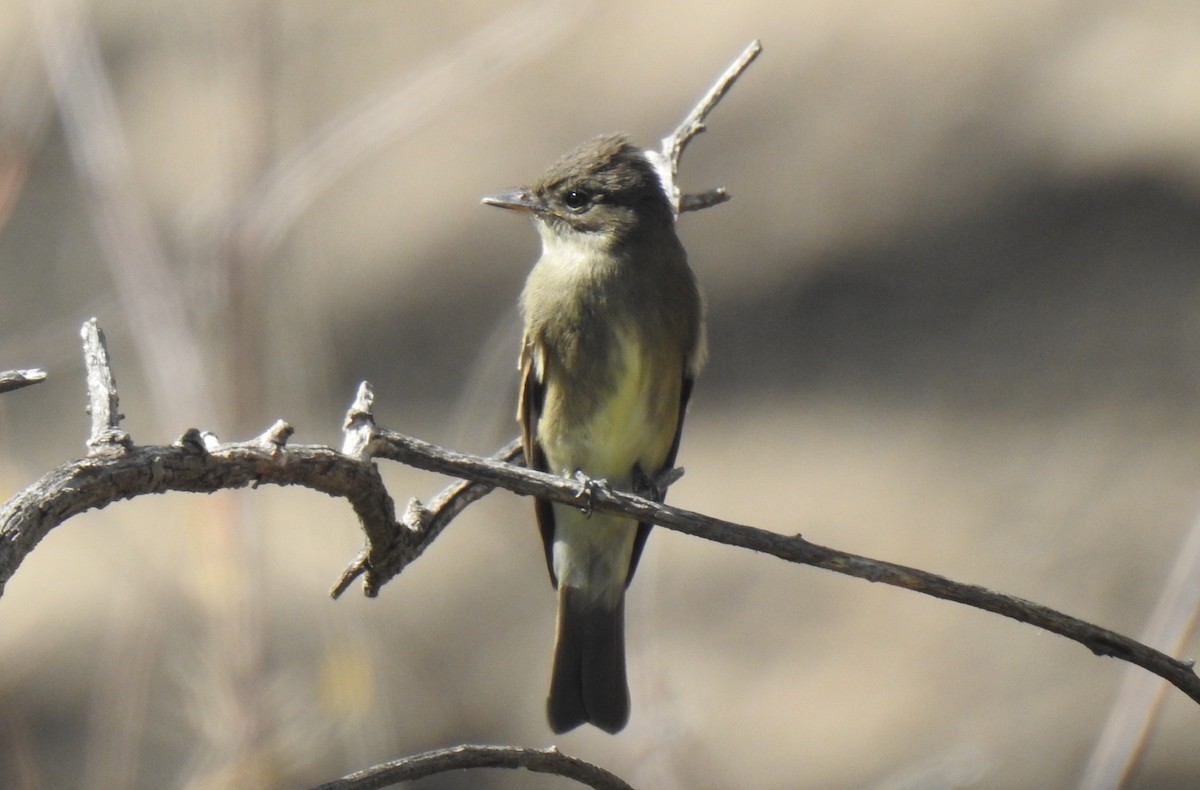 Western Wood-Pewee - ML656775361