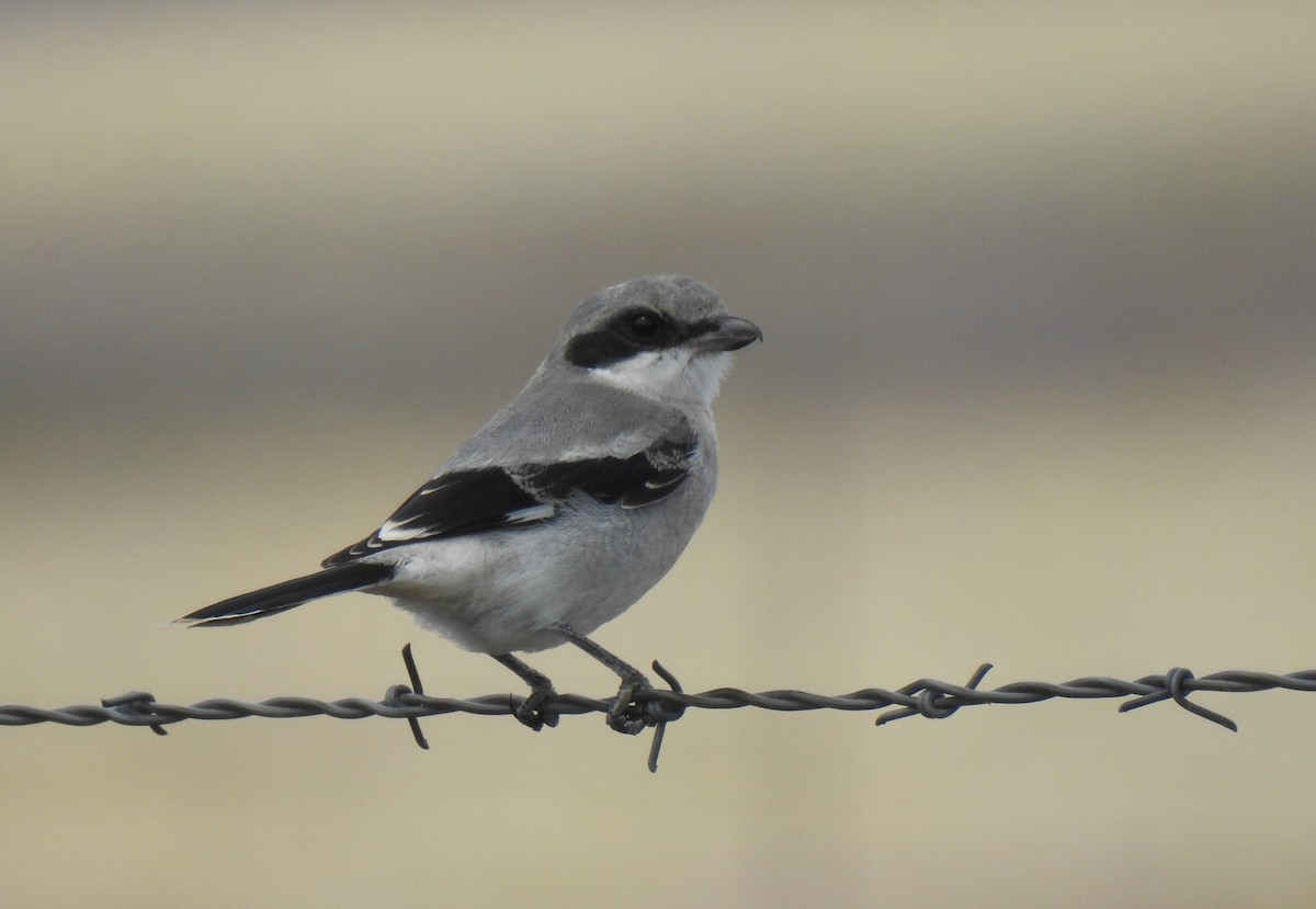 Loggerhead Shrike - ML656775363