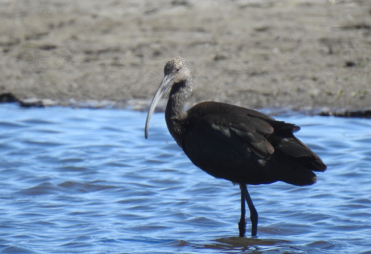 White-faced Ibis - ML656775384