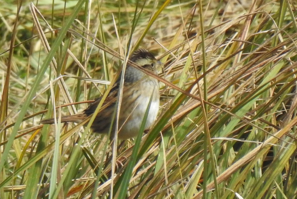Swamp Sparrow - ML656775388