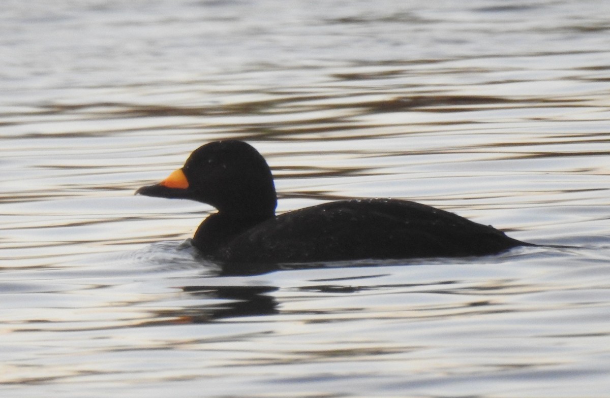 Black Scoter - ML656775423
