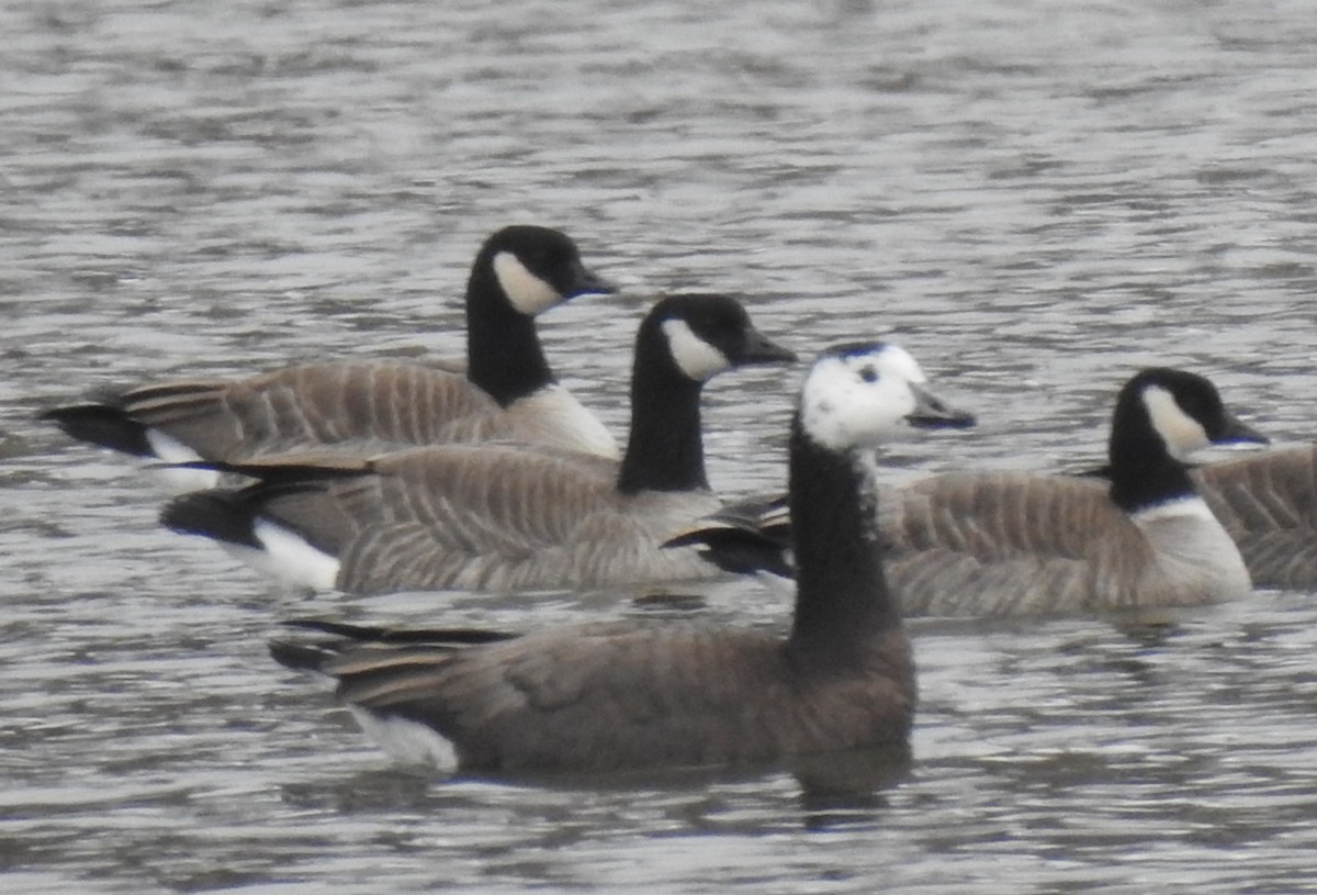 Snow x Cackling Goose (hybrid) - ML656775455