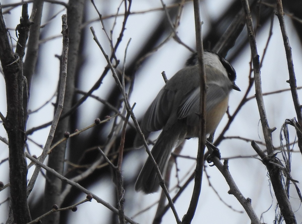 Black-capped x Mountain Chickadee (hybrid) - ML656775469