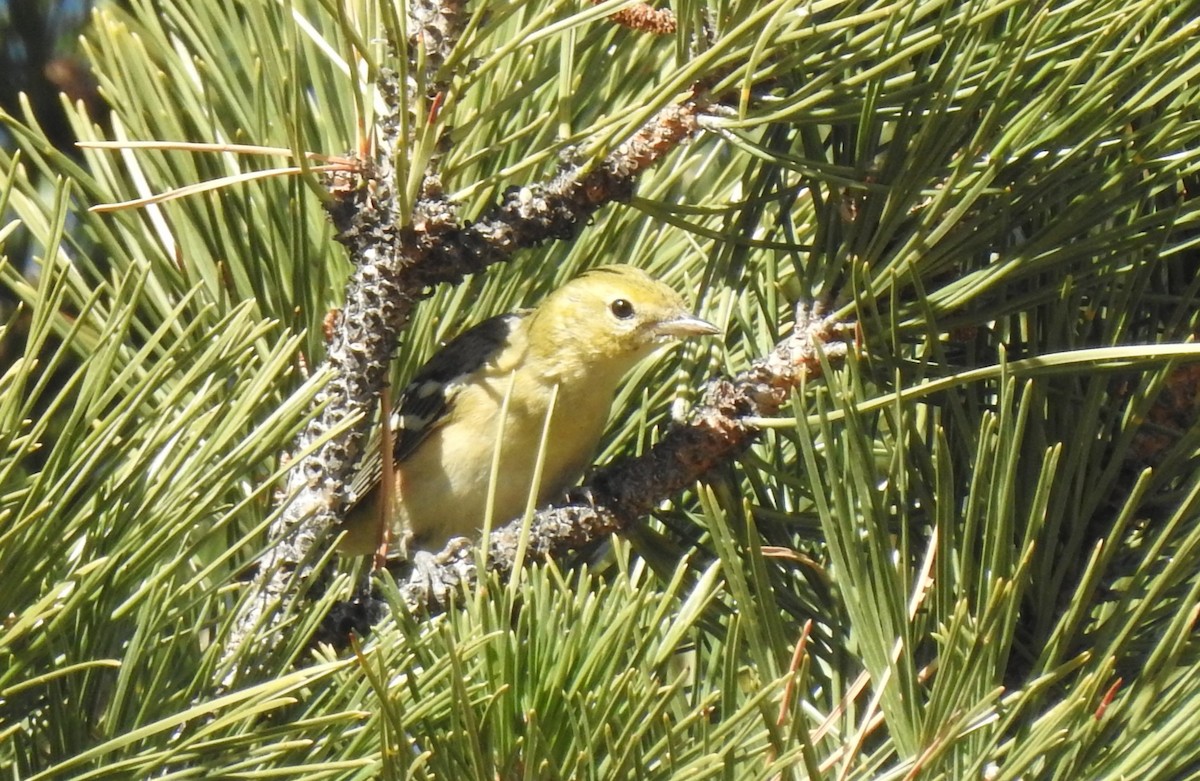 Bay-breasted Warbler - ML656775499