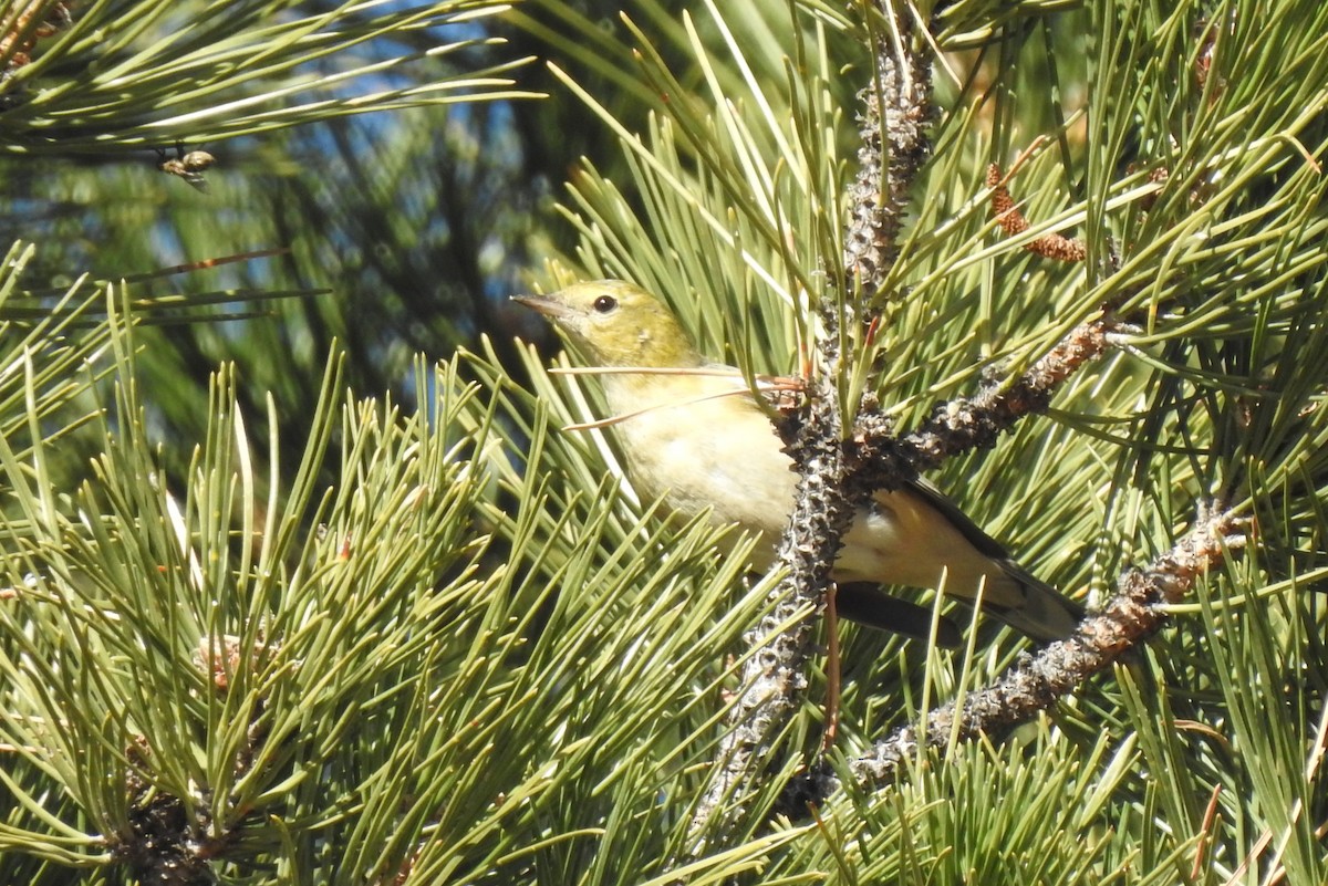 Bay-breasted Warbler - ML656775533