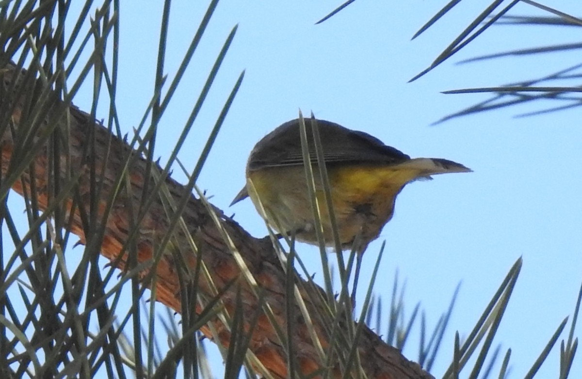 Nashville Warbler - ML656775545