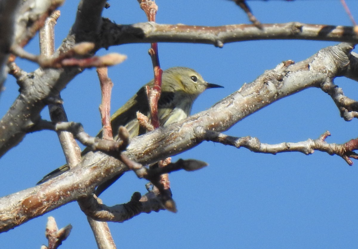 Cape May Warbler - ML656775574