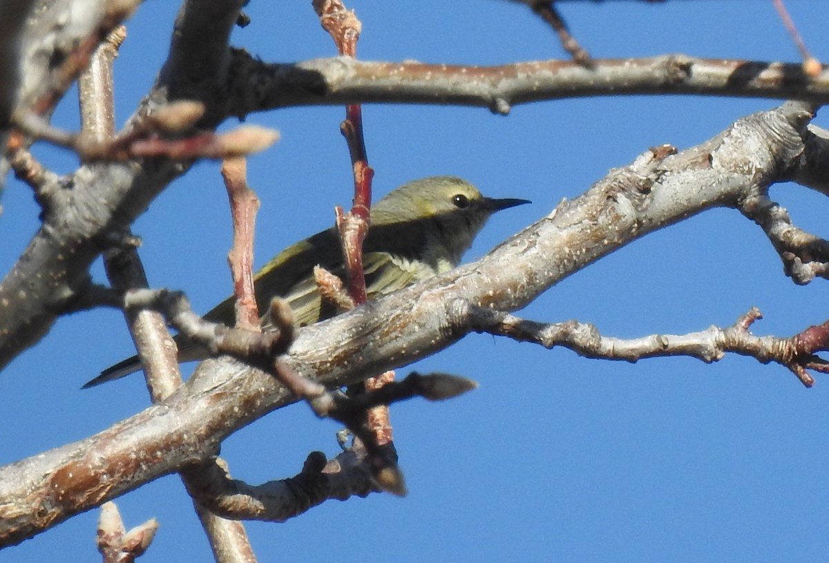 Cape May Warbler - ML656775576