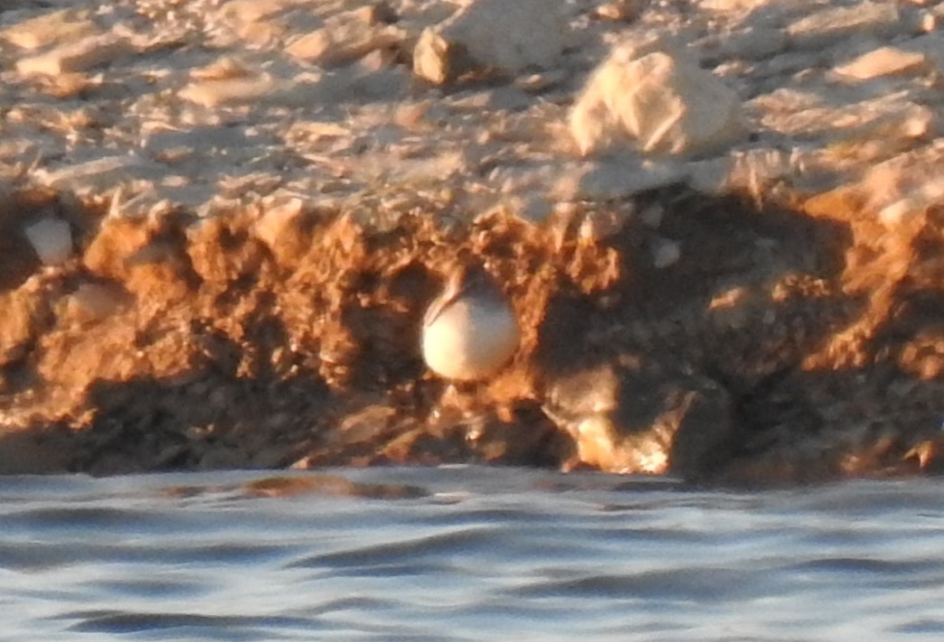 Dunlin - ML656775604