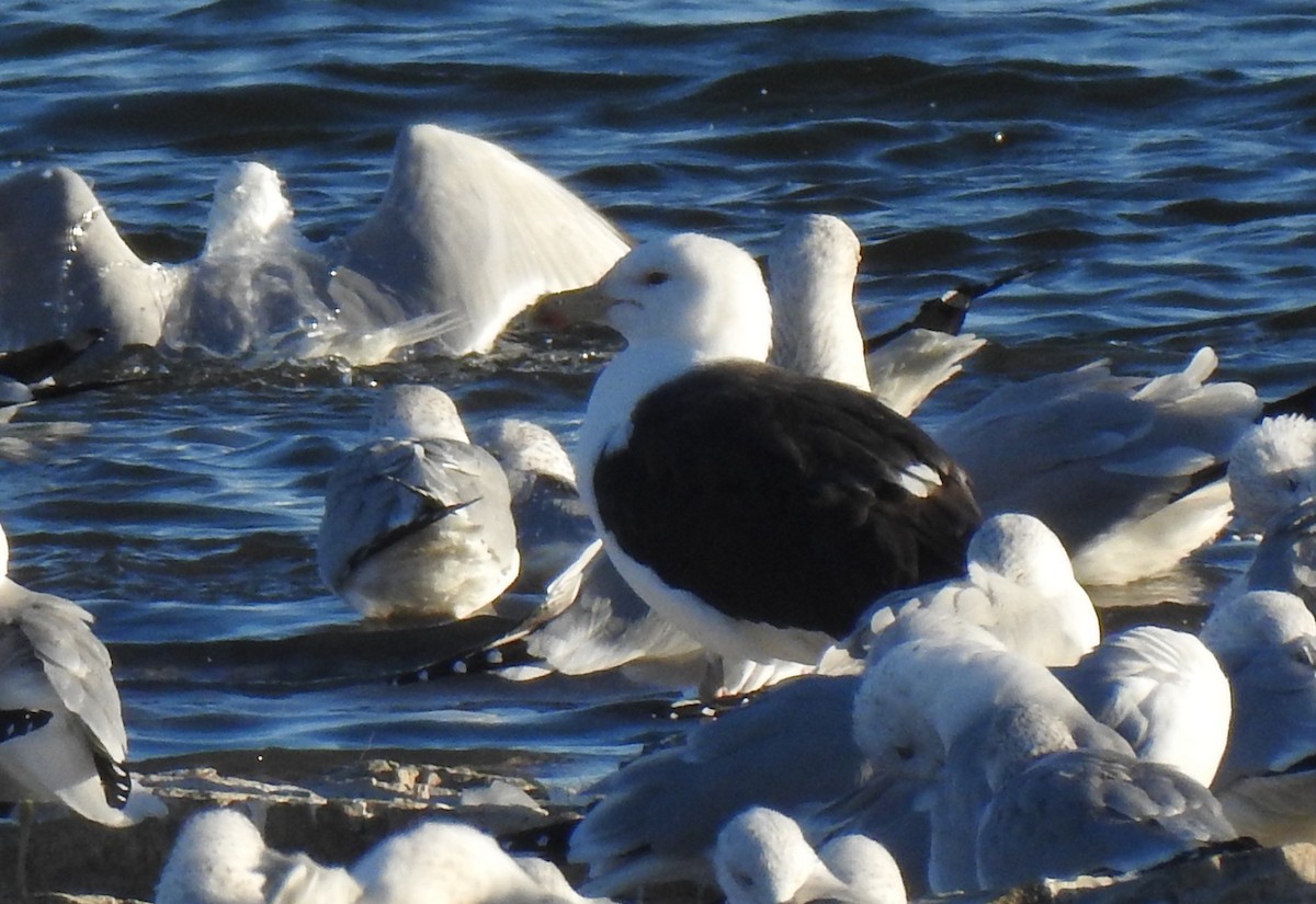 Great Black-backed Gull - ML656775611