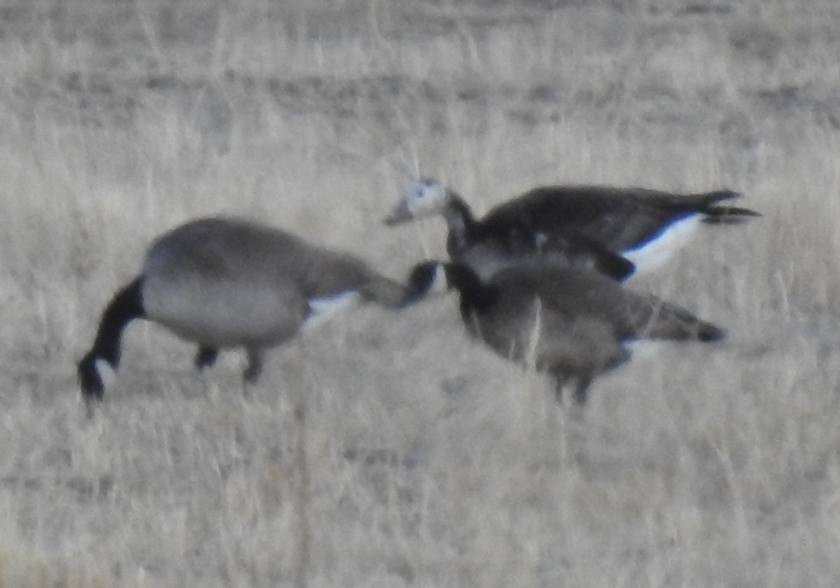 Snow x Cackling Goose (hybrid) - ML656775661