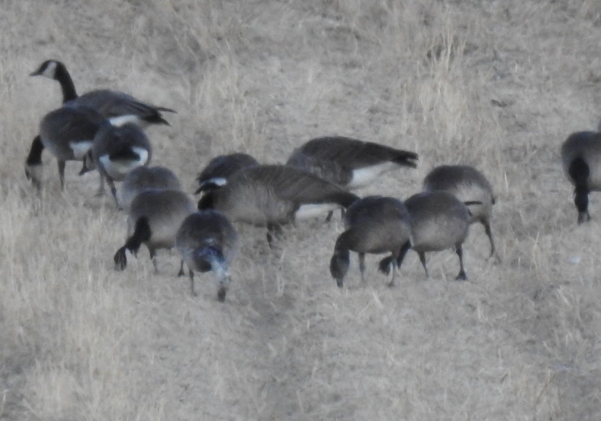 Greater White-fronted x Cackling Goose (hybrid) - ML656775662