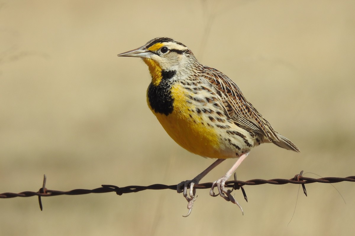 Eastern Meadowlark - ML656775703