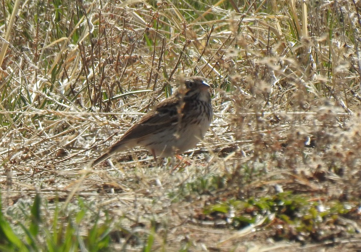 Vesper Sparrow - ML656775821