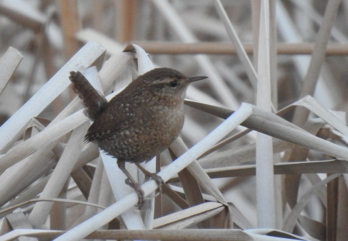 Winter Wren - ML656775849