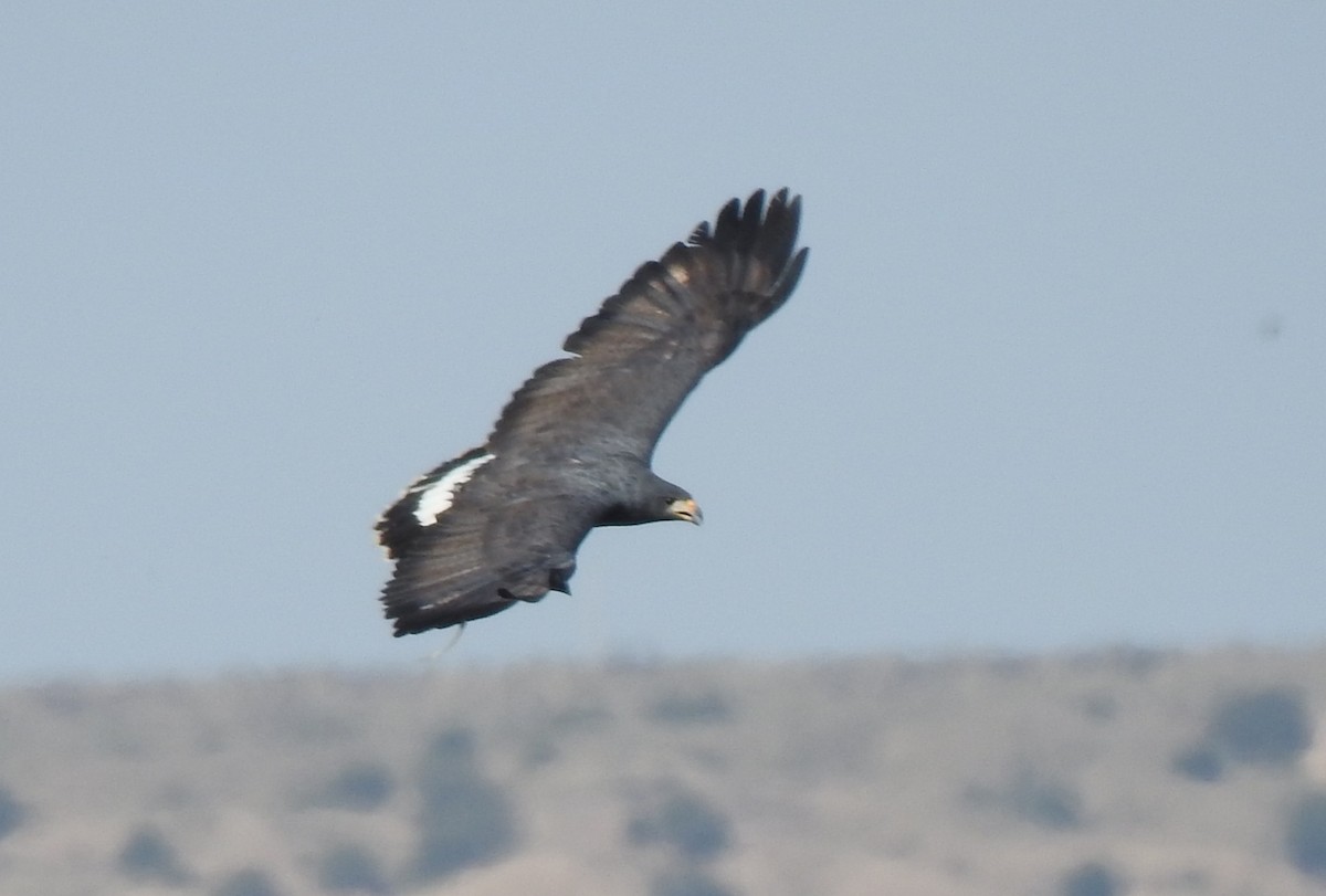 Common Black Hawk - ML656775866