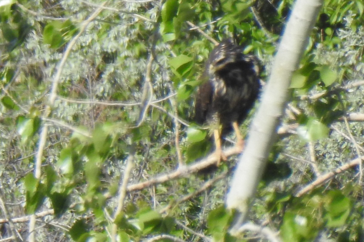 Common Black Hawk - ML656775867