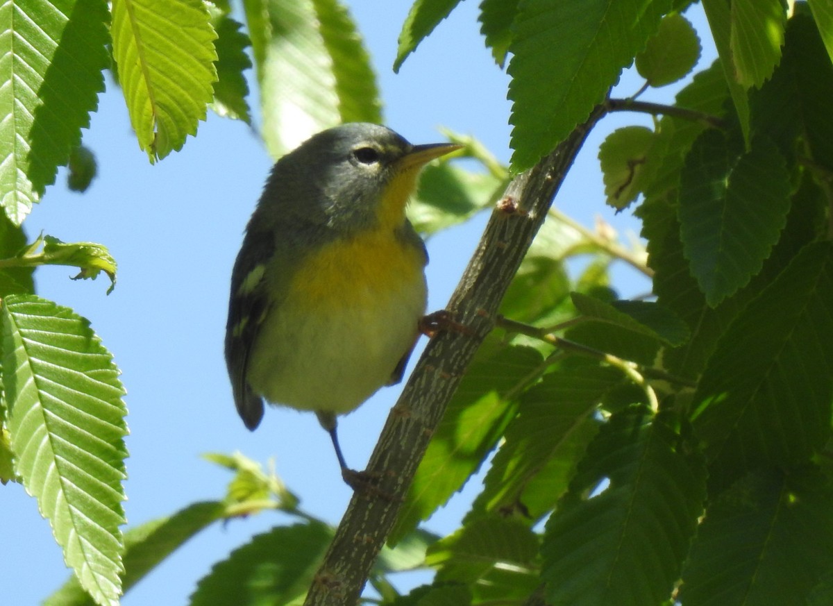 Northern Parula - ML656775895