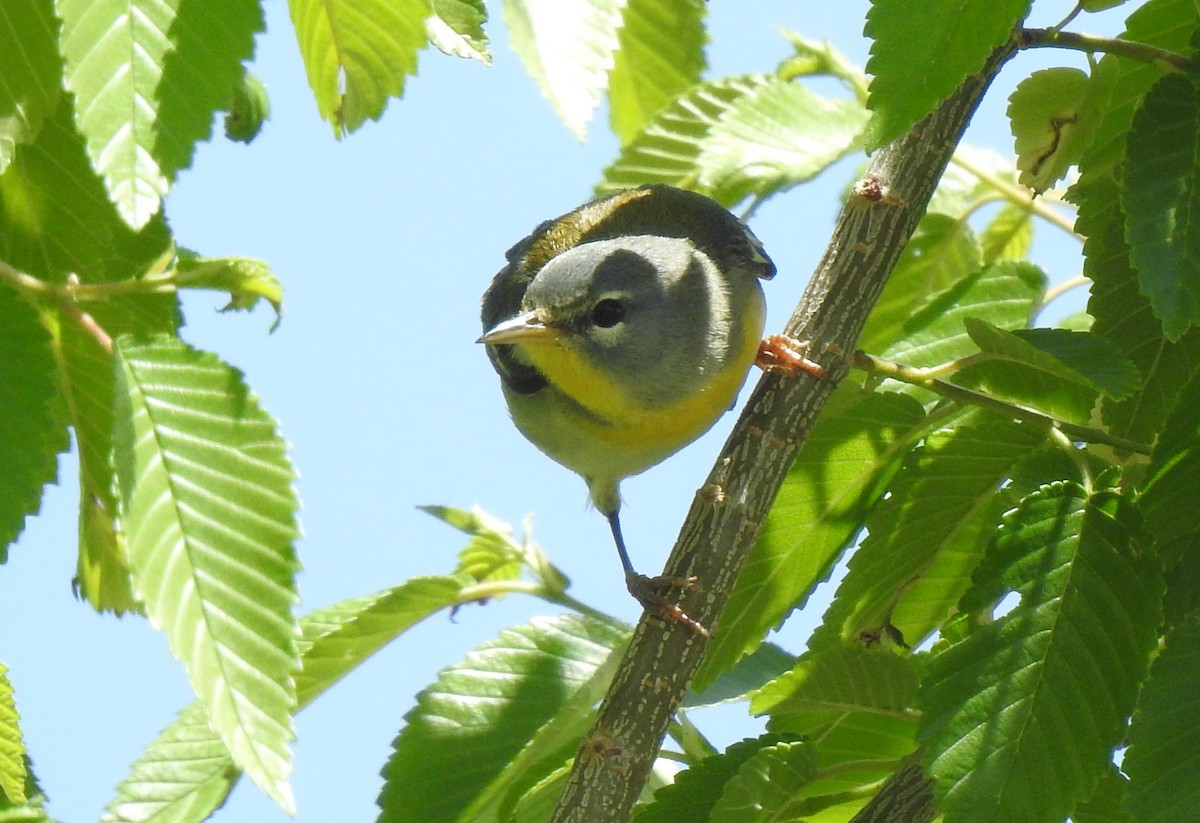 Northern Parula - ML656775909