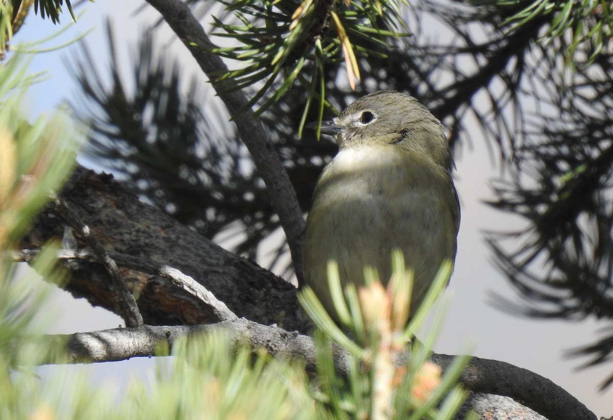 Cassin's Vireo - ML656775928