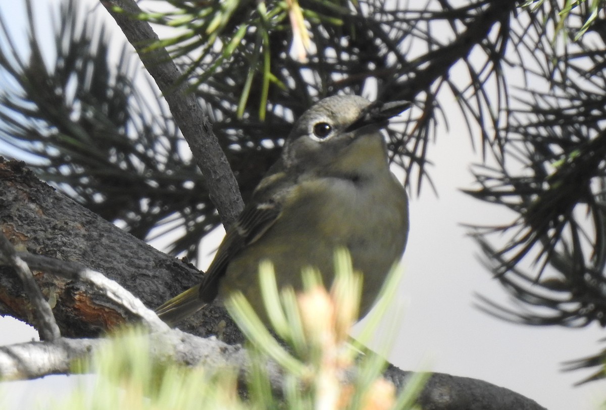 Cassin's Vireo - ML656775933