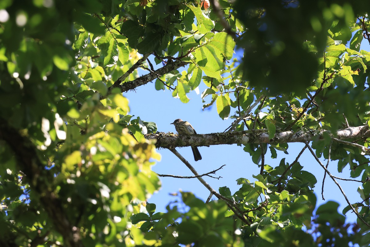 Javan Bulbul - ML656776040