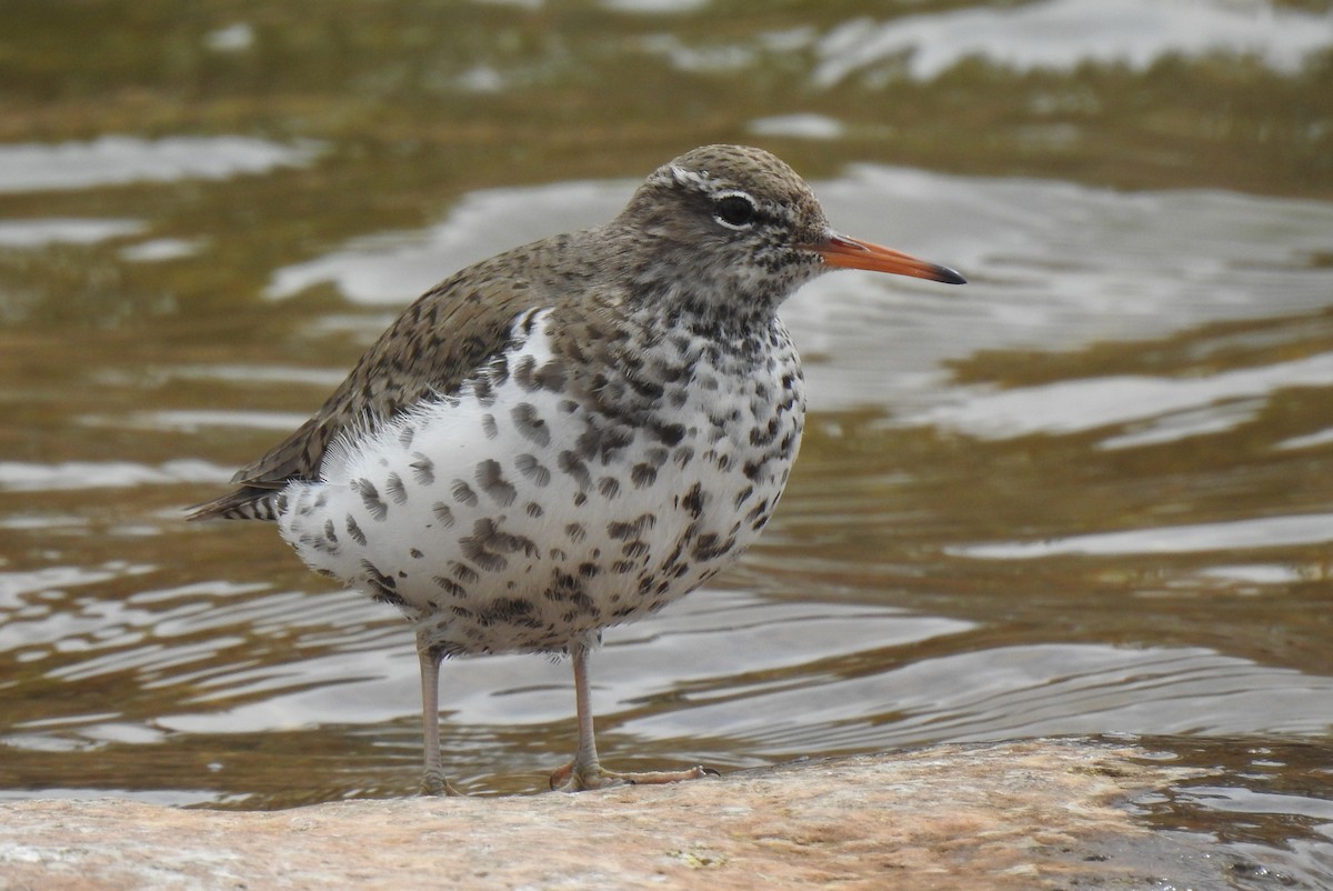 Spotted Sandpiper - ML656776043