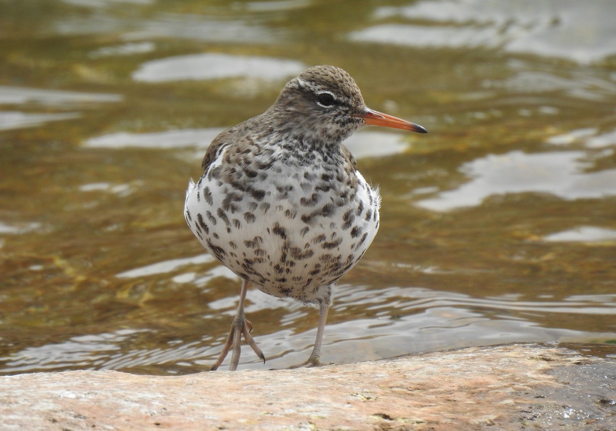 Spotted Sandpiper - ML656776044