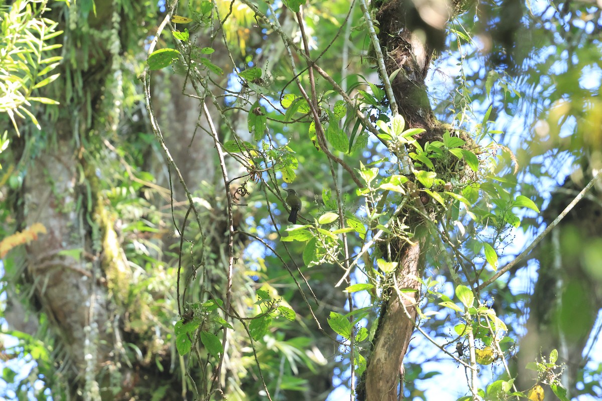 Javan Bulbul - ML656776045