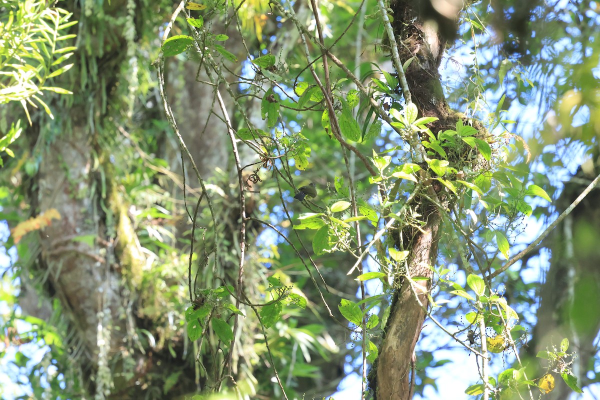 Javan Bulbul - ML656776050