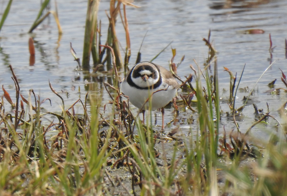 Semipalmated Plover - ML656776124