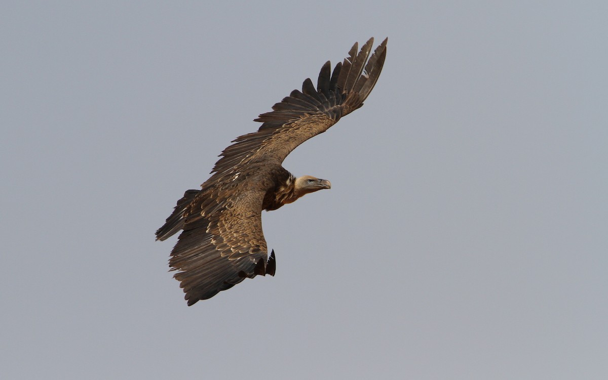 Rüppell's Griffon - ML65677651