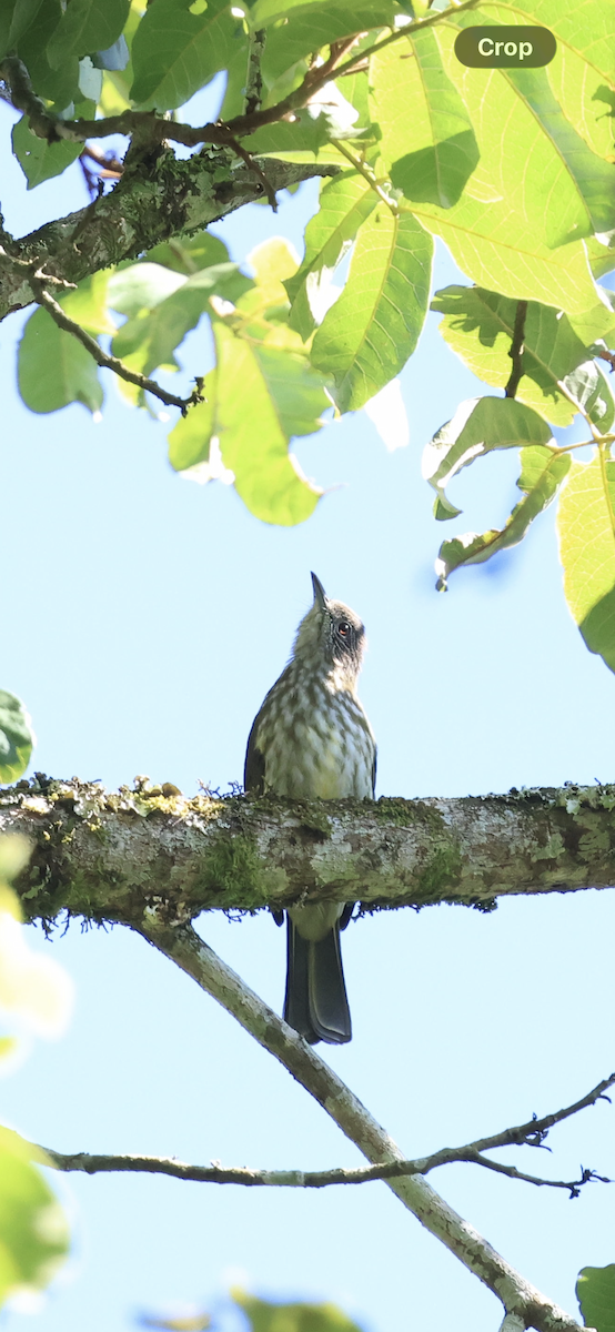 Javan Bulbul - ML656776822