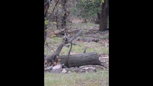 Mountain Quail - ML656776900