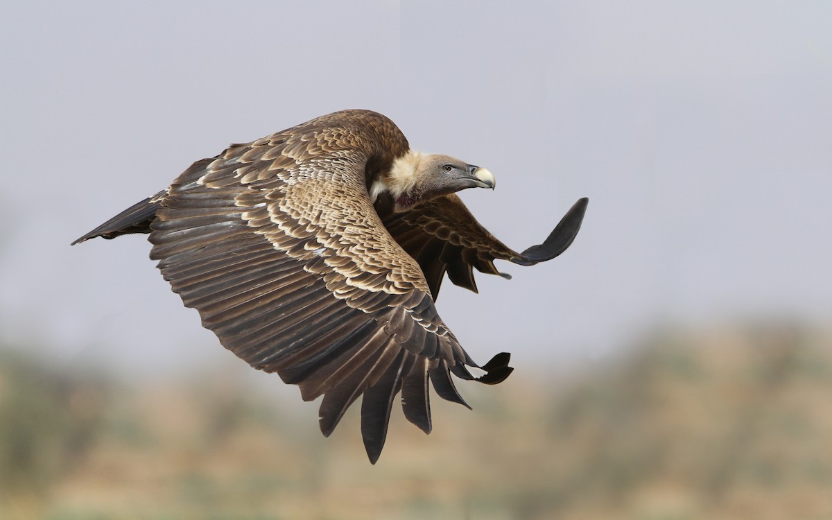 Rüppell's Griffon - ML65677691