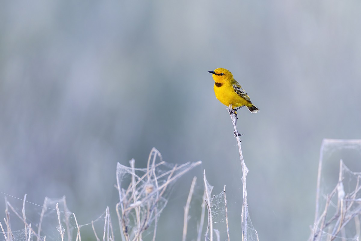 Yellow Chat - ML656777036