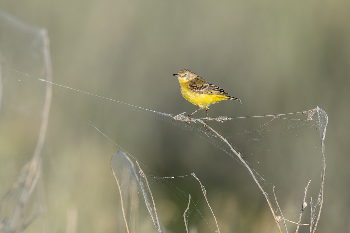 Yellow Chat - ML656777037