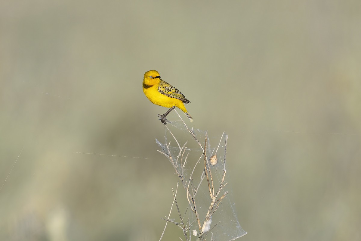 Yellow Chat - ML656777038