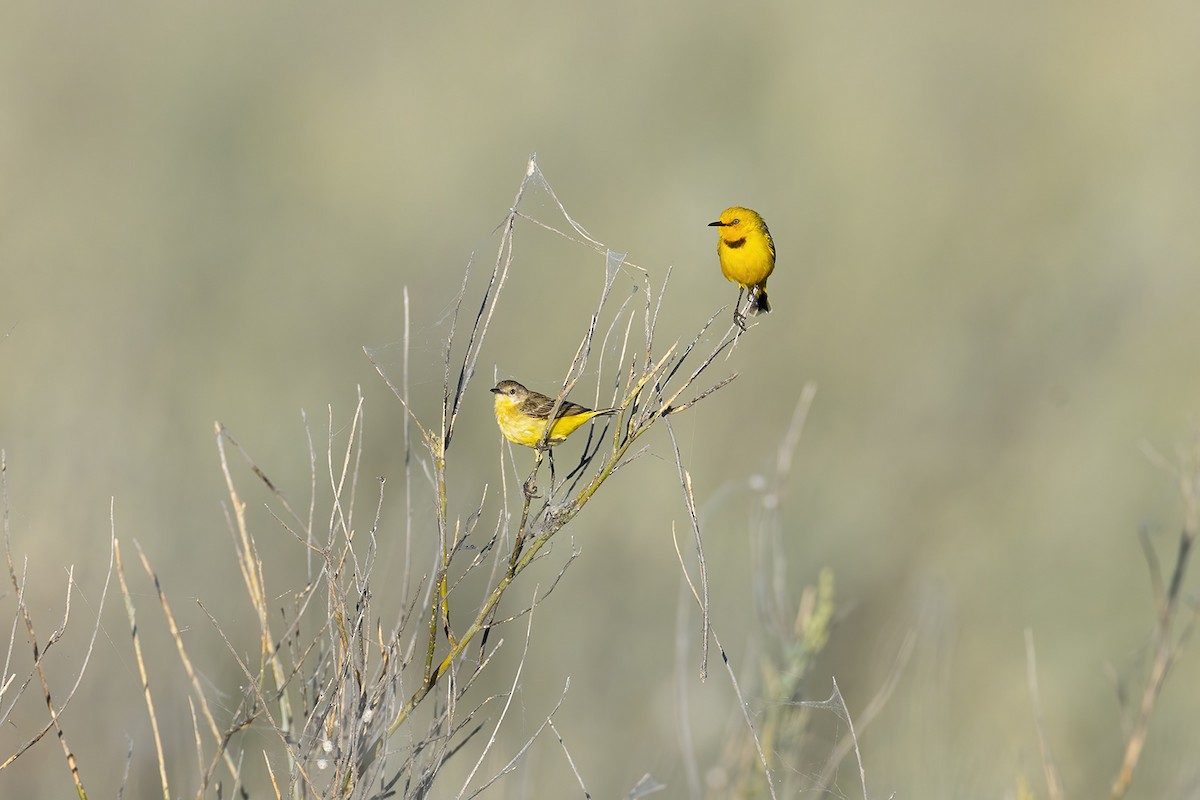 Yellow Chat - ML656777039