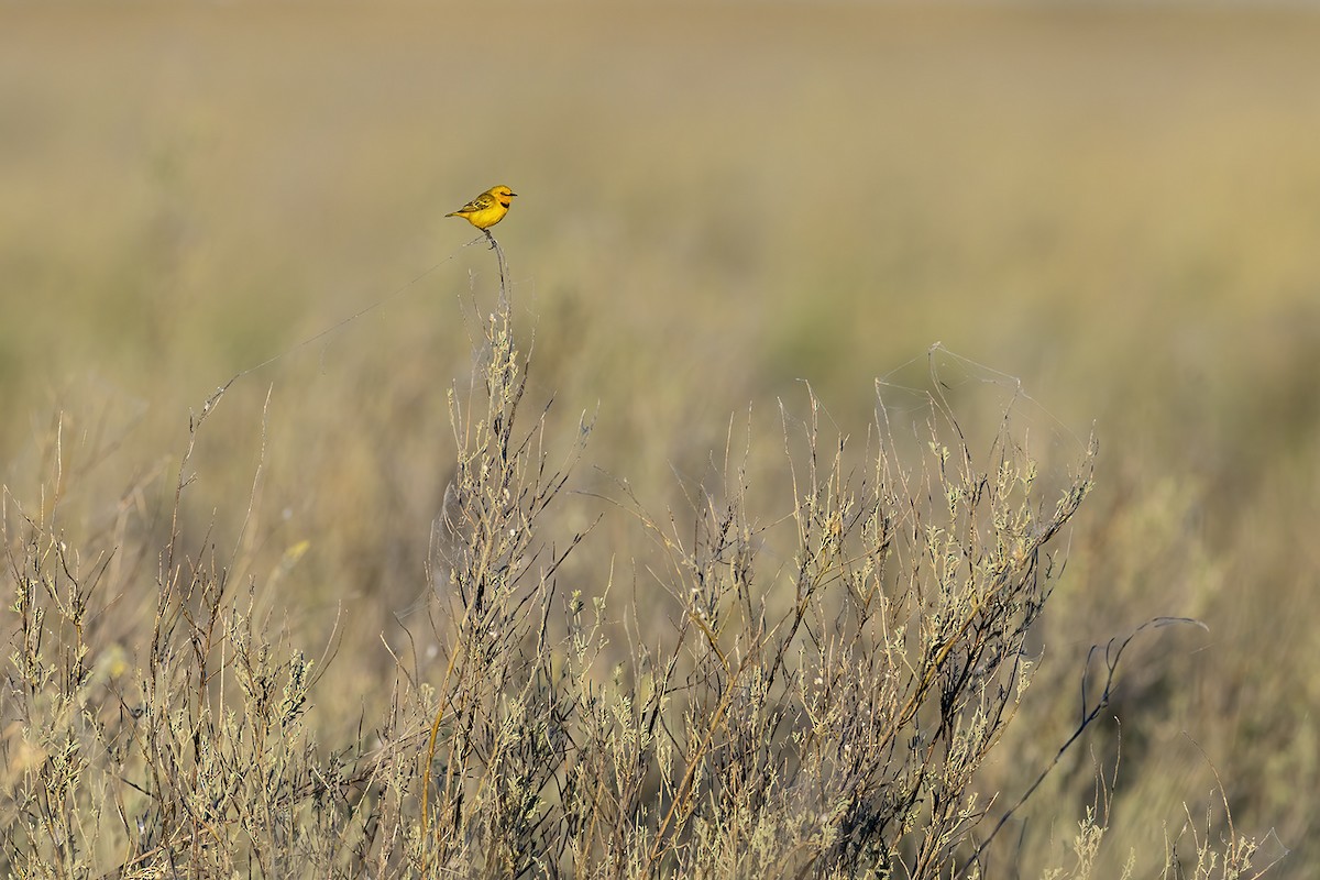 Yellow Chat - ML656777040