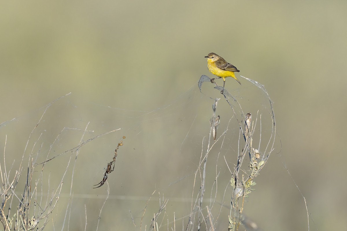 Yellow Chat - ML656777041