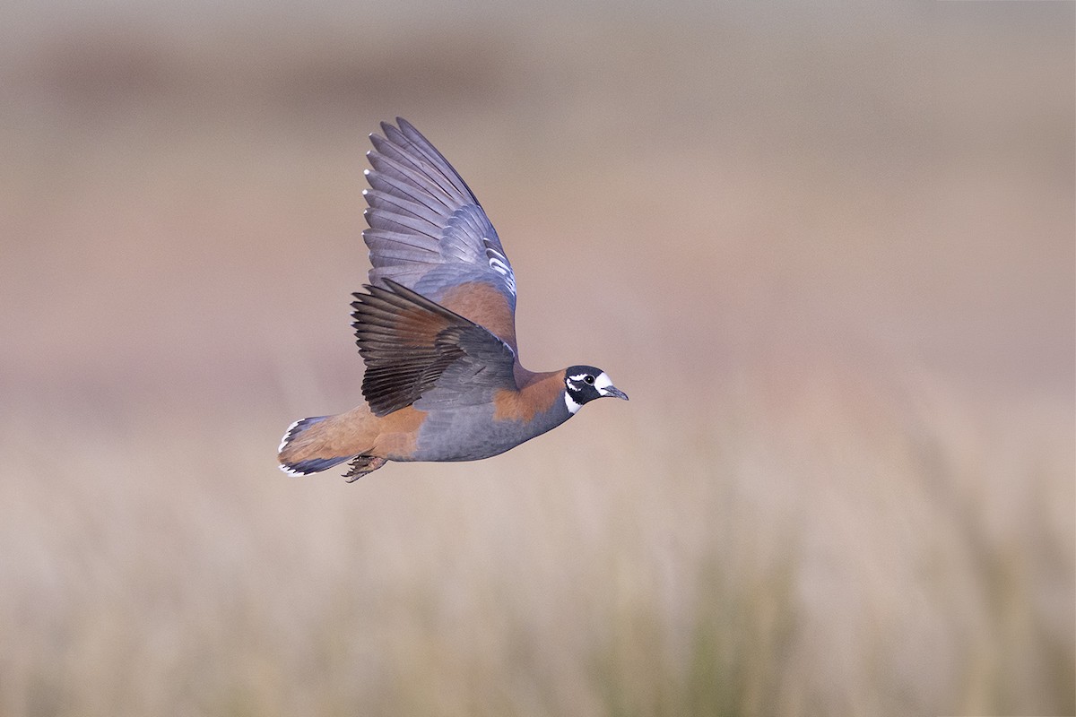 Flock Bronzewing - ML656777066