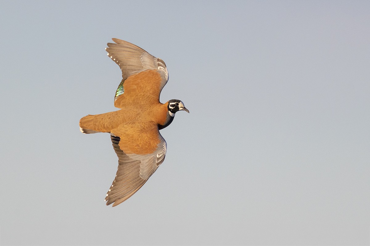 Flock Bronzewing - ML656777067