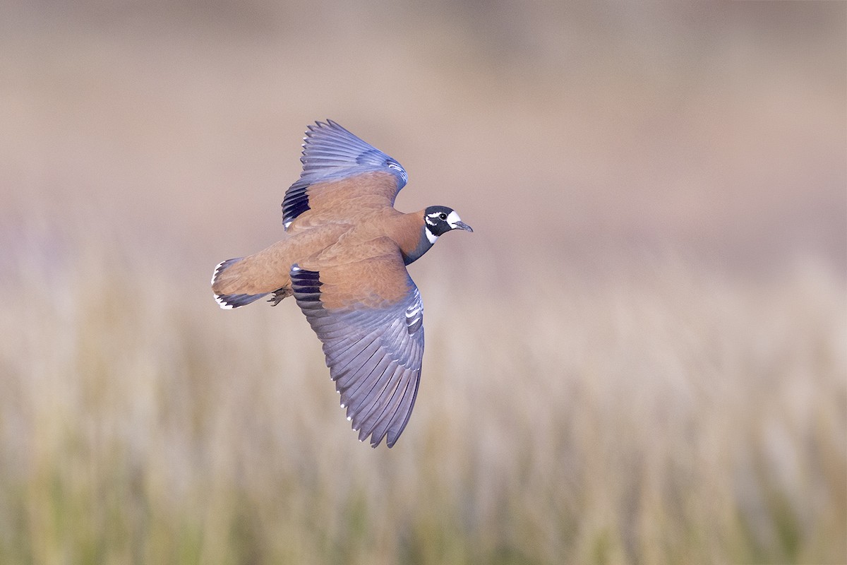 Flock Bronzewing - ML656777068