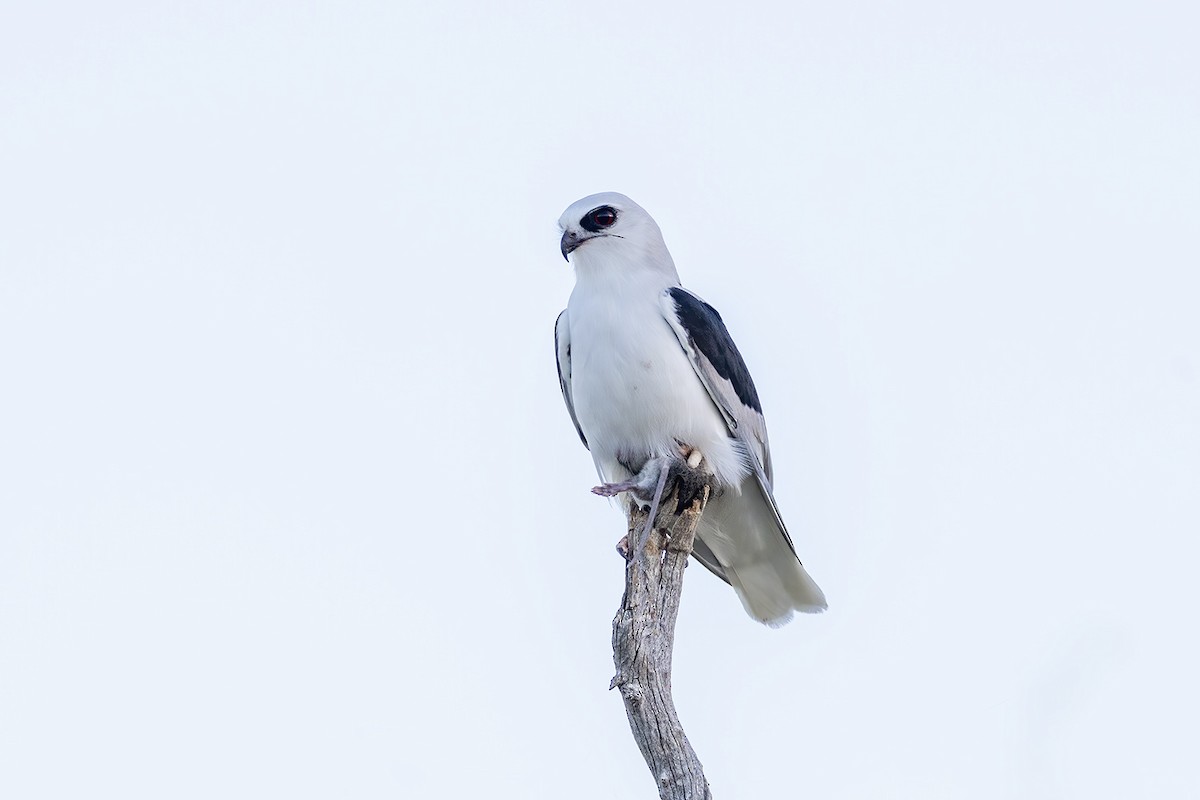 Letter-winged Kite - ML656777078