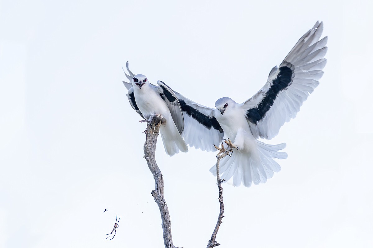Letter-winged Kite - ML656777079