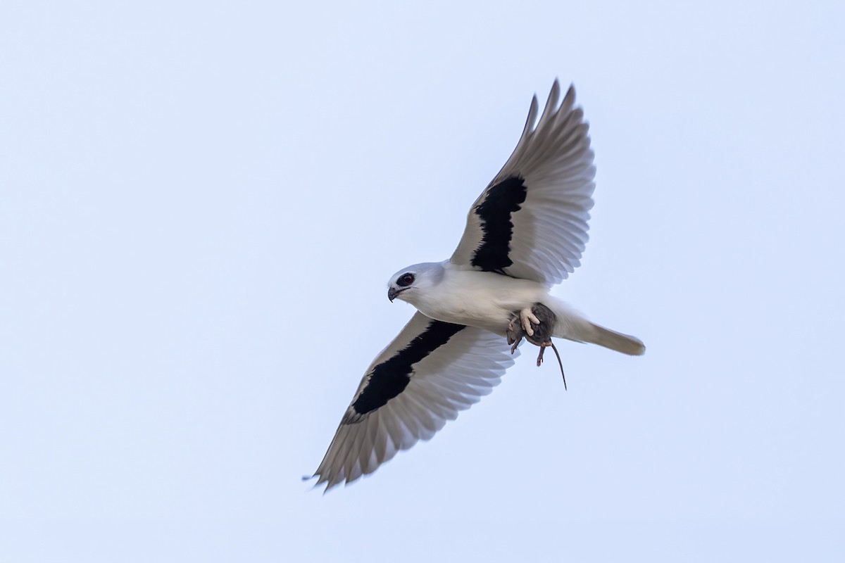 Letter-winged Kite - ML656777080