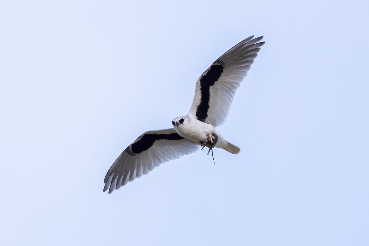 Letter-winged Kite - ML656777081