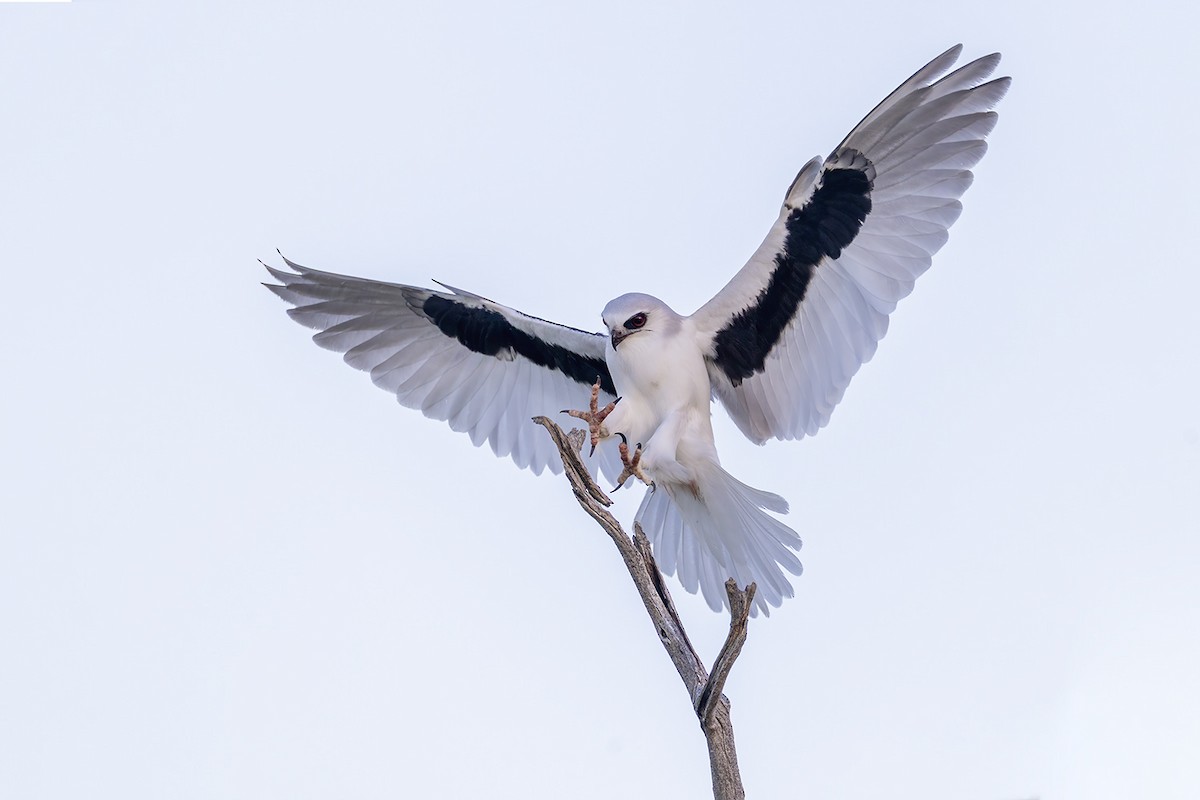 Letter-winged Kite - ML656777082