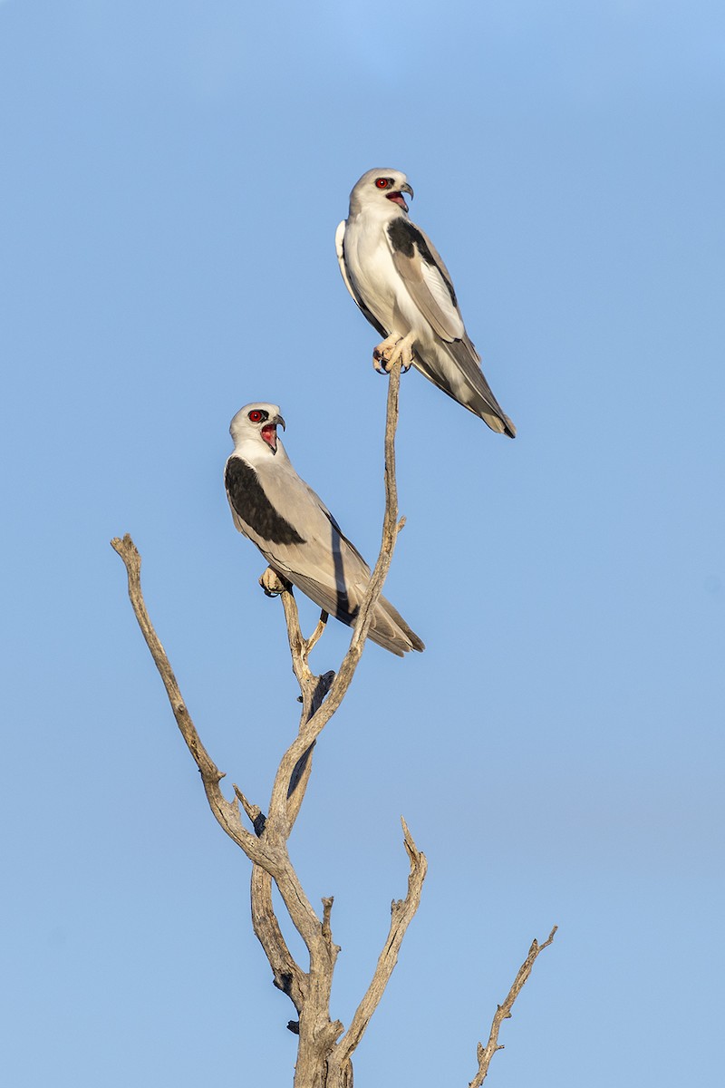 Letter-winged Kite - ML656777083